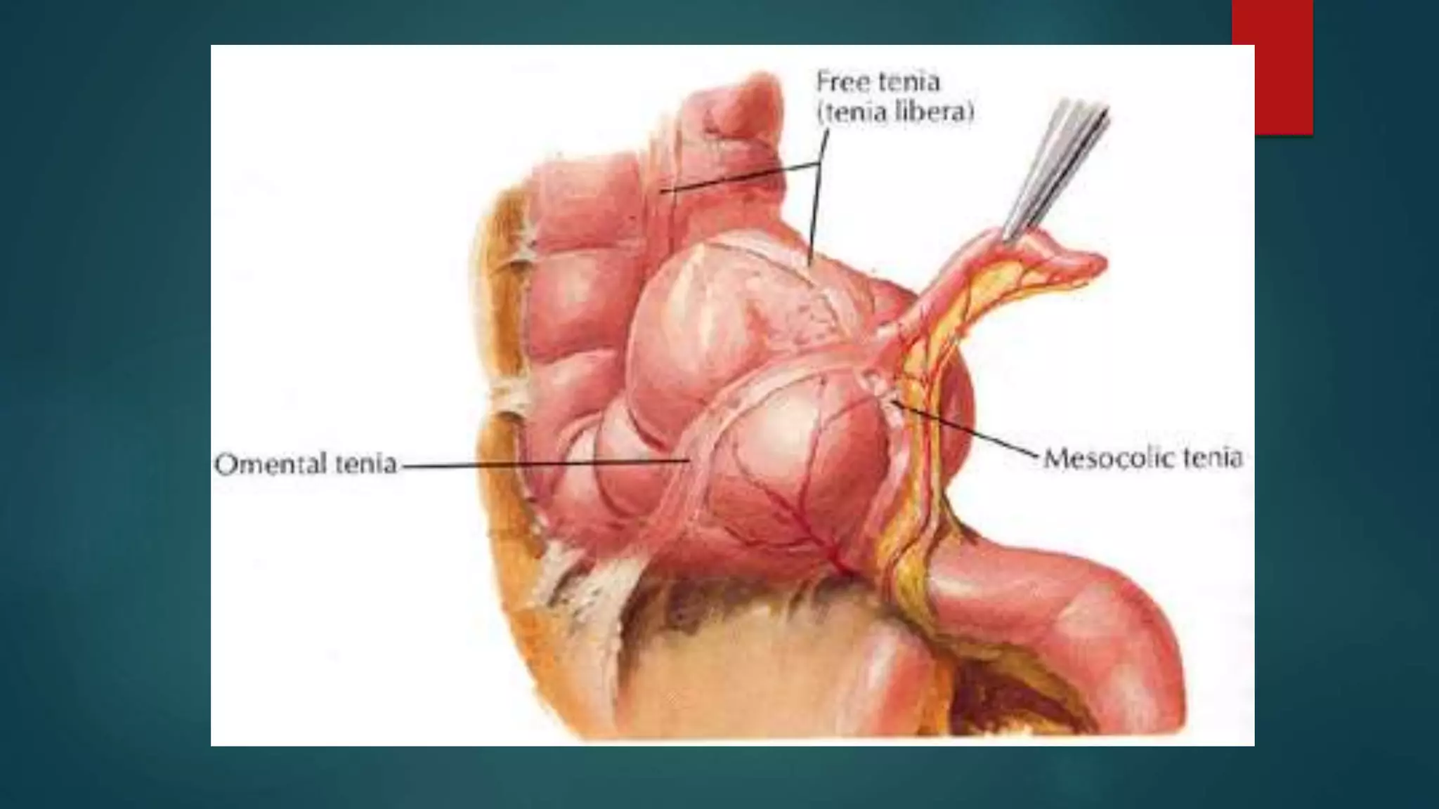 Anatomy of appendix | PPTX
