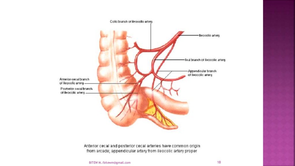 Anatomy of appendix