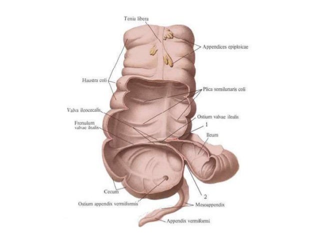 Appendix Vermiformis