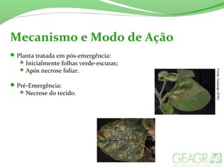 Mecanismo e Modo de Ação
Planta tratada em pós-emergência:
Inicialmente folhas verde-escuras;
Após necrose foliar.
Pré-Emergência:
Necrose do tecido.
Fonte:ConevajrUFSC.
 