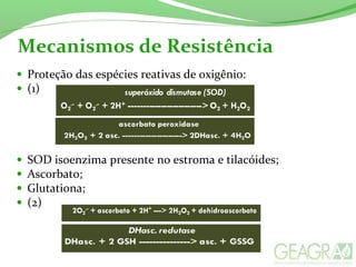 Mecanismos de Resistência
• Proteção das espécies reativas de oxigênio:
• (1)
• SOD isoenzima presente no estroma e tilacóides;
• Ascorbato;
• Glutationa;
• (2)
 