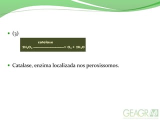 • (3)
• Catalase, enzima localizada nos peroxissomos.
 