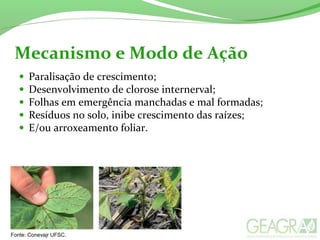 • Paralisação de crescimento;
• Desenvolvimento de clorose internerval;
• Folhas em emergência manchadas e mal formadas;
• Resíduos no solo, inibe crescimento das raízes;
• E/ou arroxeamento foliar.
Mecanismo e Modo de Ação
Fonte: Conevajr UFSC.
 