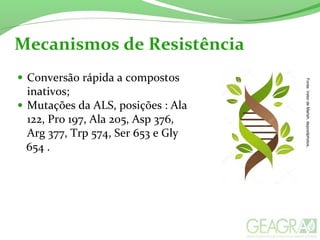 Mecanismos de Resistência
• Conversão rápida a compostos
inativos;
• Mutações da ALS, posições : Ala
122, Pro 197, Ala 205, Asp 376,
Arg 377, Trp 574, Ser 653 e Gly
654 .
Fonte:VetordeMarish,depositphotos.
 