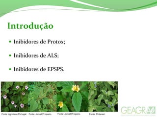 Introdução
• Inibidores de Protox;
• Inibidores de ALS;
• Inibidores de EPSPS.
Fonte: Agrobase Portugal. Fonte: JornalOTropeiro. Fonte: JornalOTropeiro. Fonte: Pinterest.
 