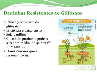 Daninhas Resistentes ao Glifosato
• Utilização massiva do
glifosato;
• Eficiência e baixo custo;
• Soja e milho;
• Custos de produção podem
subir em média, de 42 a 222%
- EMBRAPA;
• Doses maiores que as
recomendadas.
Fonte:Syngenta.
 