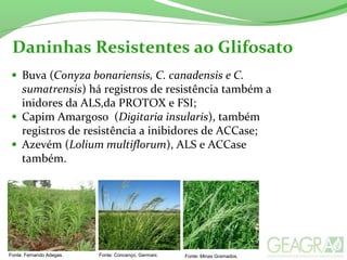 Daninhas Resistentes ao Glifosato
• Buva (Conyza bonariensis, C. canadensis e C.
sumatrensis) há registros de resistência também a
inidores da ALS,da PROTOX e FSI;
• Capim Amargoso (Digitaria insularis), também
registros de resistência a inibidores de ACCase;
• Azevém (Lolium multiflorum), ALS e ACCase
também.
Fonte: Fernando Adegas. Fonte: Concenço, Germani. Fonte: Minas Gramados.
 