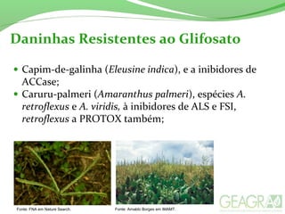 Daninhas Resistentes ao Glifosato
• Capim-de-galinha (Eleusine indica), e a inibidores de
ACCase;
• Caruru-palmeri (Amaranthus palmeri), espécies A.
retroflexus e A. viridis, à inibidores de ALS e FSI,
retroflexus a PROTOX também;
Fonte: FNA em Nature Search. Fonte: Arnaldo Borges em IMAMT.
 