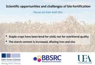 Scientific opportunities and challenges of bio-fortification
- focus on iron and zinc -
• Staple crops have been bred for yield, not for nutritional quality
• The starch content is increased, diluting iron and zinc
 
