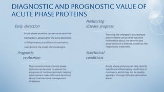 Diagnostic and Prognostic Value of
Acute Phase Proteins
Acute phase proteins can serve as sensitive
biomarkers,allowing for the early detection
of inflammatoryconditions in ruminants,
even before the onset of clinicalsigns.
Tracking the changesin acute phase
protein levelscan provide valuable
informationabout the severityand
progression of a disease,as well as the
response to treatment.
The concentrationsof acute phase
proteins can be used to assess the
prognosis of ruminantanimals,helping
veterinarians makeinformed decisions
about treatmentand management
strategies.
Acute phase proteinscan help identify
subclinicalinflammatoryconditions in
ruminants,which may not be readily
apparent throughclinicalexamination
alone.
Early detection
Monitoring
disease progress
Subclinical
conditions
Prognosis
evaluation
 