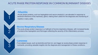 1
•Mastitis
•Acute phase proteins, such as haptoglobin and serum amyloid A, are elevated in response to
bacterial infections of the mammary gland, making them useful for the diagnosis and monitoring of
mastitis in dairy cattle.
2
• Bovine Respiratory Disease
• The acute phase protein response is a hallmark of bovine respiratory disease, with increased levels
of proteins like haptoglobin and fibrinogen reflecting the severity of the inflammatory process.
3
• Lameness
• Foot-related issues, such as laminitis and foot rot, can trigger an acute phase protein response in
ruminants, providing valuable insights into the diagnosis and management of these conditions.
Acute Phase Protein Response in Common Ruminant Diseases
 