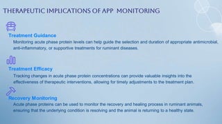 Therapeutic Implications of APP Monitoring
Treatment Guidance
Monitoring acute phase protein levels can help guide the selection and duration of appropriate antimicrobial,
anti-inflammatory, or supportive treatments for ruminant diseases.
Treatment Efficacy
Tracking changes in acute phase protein concentrations can provide valuable insights into the
effectiveness of therapeutic interventions, allowing for timely adjustments to the treatment plan.
Recovery Monitoring
Acute phase proteins can be used to monitor the recovery and healing process in ruminant animals,
ensuring that the underlying condition is resolving and the animal is returning to a healthy state.
 