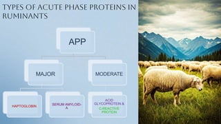 Types of Acute Phase Proteins in
ruminants
APP
MAJOR
HAPTOGLOBIN
SERUM AMYLOID-
A
MODERATE
ACID
GLYCOPROTEIN &
C-REACTIVE
PROTEIN
 