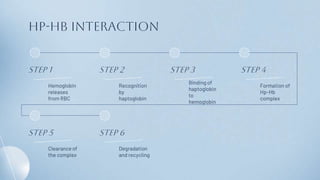 Step 1
Hemoglobin
releases
from RBC
Step 2
Recognition
by
haptoglobin
Step 3
Binding of
haptoglobin
to
hemoglobin
Step 4
Formation of
Hp-Hb
complex
Step 5
Clearance of
the complex
Step 6
Degradation
and recycling
Hp-hb interaction
 