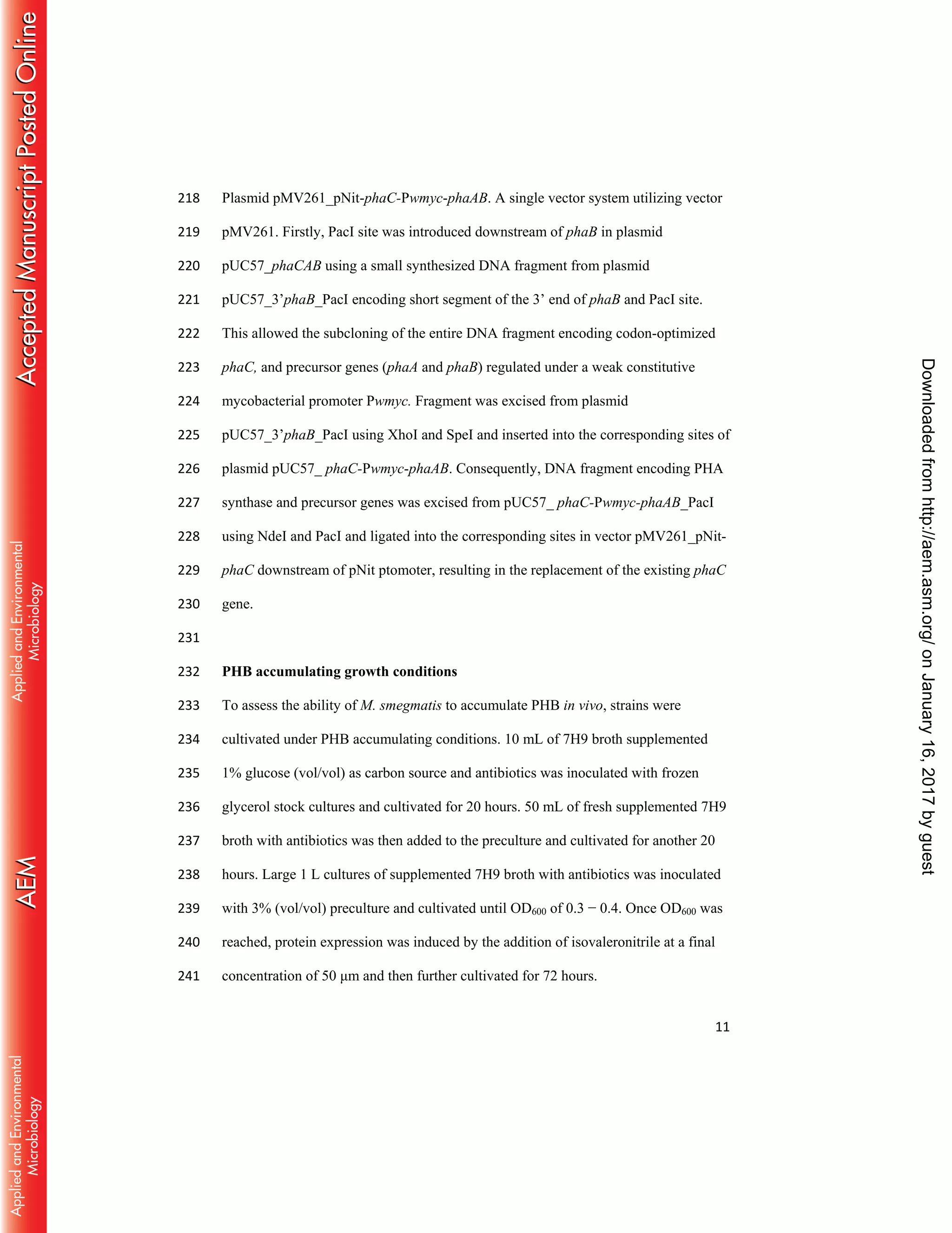 11
Plasmid pMV261_pNit-phaC-Pwmyc-phaAB. A single vector system utilizing vector218
pMV261. Firstly, PacI site was introduced downstream of phaB in plasmid219
pUC57_phaCAB using a small synthesized DNA fragment from plasmid220
pUC57_3’phaB_PacI encoding short segment of the 3’ end of phaB and PacI site.221
This allowed the subcloning of the entire DNA fragment encoding codon-optimized222
phaC, and precursor genes (phaA and phaB) regulated under a weak constitutive223
mycobacterial promoter Pwmyc. Fragment was excised from plasmid224
pUC57_3’phaB_PacI using XhoI and SpeI and inserted into the corresponding sites of225
plasmid pUC57_ phaC-Pwmyc-phaAB. Consequently, DNA fragment encoding PHA226
synthase and precursor genes was excised from pUC57_ phaC-Pwmyc-phaAB_PacI227
using NdeI and PacI and ligated into the corresponding sites in vector pMV261_pNit-228
phaC downstream of pNit ptomoter, resulting in the replacement of the existing phaC229
gene.230
231
PHB accumulating growth conditions232
To assess the ability of M. smegmatis to accumulate PHB in vivo, strains were233
cultivated under PHB accumulating conditions. 10 mL of 7H9 broth supplemented234
1% glucose (vol/vol) as carbon source and antibiotics was inoculated with frozen235
glycerol stock cultures and cultivated for 20 hours. 50 mL of fresh supplemented 7H9236
broth with antibiotics was then added to the preculture and cultivated for another 20237
hours. Large 1 L cultures of supplemented 7H9 broth with antibiotics was inoculated238
with 3% (vol/vol) preculture and cultivated until OD600 of 0.3 − 0.4. Once OD600 was239
reached, protein expression was induced by the addition of isovaleronitrile at a final240
concentration of 50 μm and then further cultivated for 72 hours.241
onJanuary16,2017byguesthttp://aem.asm.org/Downloadedfrom
 