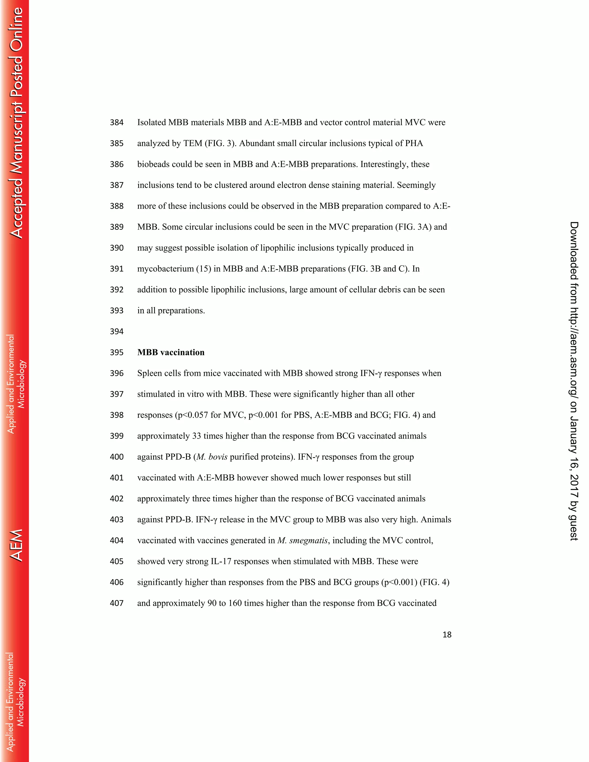 18
Isolated MBB materials MBB and A:E-MBB and vector control material MVC were384
analyzed by TEM (FIG. 3). Abundant small circular inclusions typical of PHA385
biobeads could be seen in MBB and A:E-MBB preparations. Interestingly, these386
inclusions tend to be clustered around electron dense staining material. Seemingly387
more of these inclusions could be observed in the MBB preparation compared to A:E-388
MBB. Some circular inclusions could be seen in the MVC preparation (FIG. 3A) and389
may suggest possible isolation of lipophilic inclusions typically produced in390
mycobacterium (15) in MBB and A:E-MBB preparations (FIG. 3B and C). In391
addition to possible lipophilic inclusions, large amount of cellular debris can be seen392
in all preparations.393
394
MBB vaccination395
Spleen cells from mice vaccinated with MBB showed strong IFN-γ responses when396
stimulated in vitro with MBB. These were significantly higher than all other397
responses (p<0.057 for MVC, p<0.001 for PBS, A:E-MBB and BCG; FIG. 4) and398
approximately 33 times higher than the response from BCG vaccinated animals399
against PPD-B (M. bovis purified proteins). IFN-γ responses from the group400
vaccinated with A:E-MBB however showed much lower responses but still401
approximately three times higher than the response of BCG vaccinated animals402
against PPD-B. IFN-γ release in the MVC group to MBB was also very high. Animals403
vaccinated with vaccines generated in M. smegmatis, including the MVC control,404
showed very strong IL-17 responses when stimulated with MBB. These were405
significantly higher than responses from the PBS and BCG groups (p<0.001) (FIG. 4)406
and approximately 90 to 160 times higher than the response from BCG vaccinated407
onJanuary16,2017byguesthttp://aem.asm.org/Downloadedfrom
 