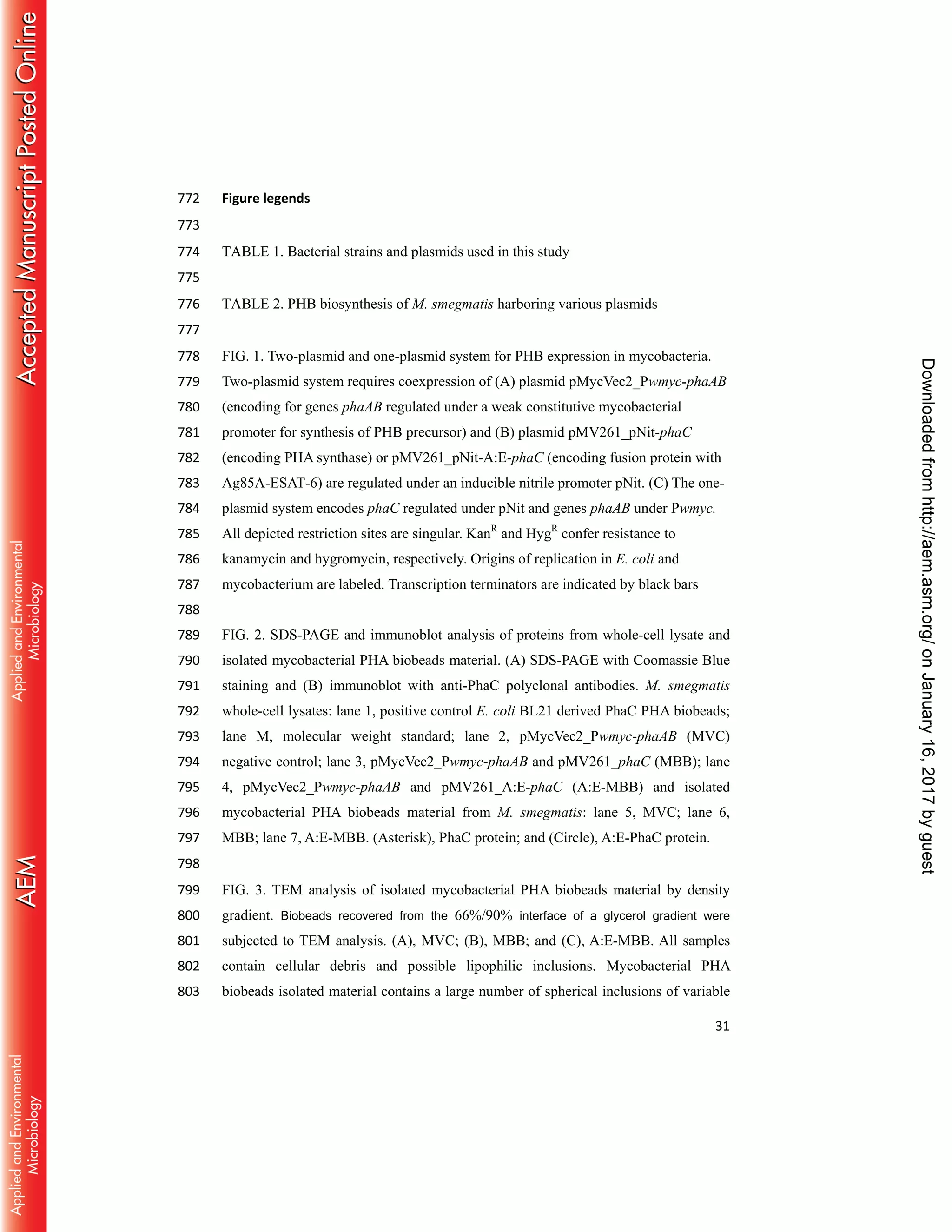 31
Figure legends772
773
TABLE 1. Bacterial strains and plasmids used in this study774
775
TABLE 2. PHB biosynthesis of M. smegmatis harboring various plasmids776
777
FIG. 1. Two-plasmid and one-plasmid system for PHB expression in mycobacteria.778
Two-plasmid system requires coexpression of (A) plasmid pMycVec2_Pwmyc-phaAB779
(encoding for genes phaAB regulated under a weak constitutive mycobacterial780
promoter for synthesis of PHB precursor) and (B) plasmid pMV261_pNit-phaC781
(encoding PHA synthase) or pMV261_pNit-A:E-phaC (encoding fusion protein with782
Ag85A-ESAT-6) are regulated under an inducible nitrile promoter pNit. (C) The one-783
plasmid system encodes phaC regulated under pNit and genes phaAB under Pwmyc.784
All depicted restriction sites are singular. KanR
and HygR
confer resistance to785
kanamycin and hygromycin, respectively. Origins of replication in E. coli and786
mycobacterium are labeled. Transcription terminators are indicated by black bars787
788
FIG. 2. SDS-PAGE and immunoblot analysis of proteins from whole-cell lysate and789
isolated mycobacterial PHA biobeads material. (A) SDS-PAGE with Coomassie Blue790
staining and (B) immunoblot with anti-PhaC polyclonal antibodies. M. smegmatis791
whole-cell lysates: lane 1, positive control E. coli BL21 derived PhaC PHA biobeads;792
lane M, molecular weight standard; lane 2, pMycVec2_Pwmyc-phaAB (MVC)793
negative control; lane 3, pMycVec2_Pwmyc-phaAB and pMV261_phaC (MBB); lane794
4, pMycVec2_Pwmyc-phaAB and pMV261_A:E-phaC (A:E-MBB) and isolated795
mycobacterial PHA biobeads material from M. smegmatis: lane 5, MVC; lane 6,796
MBB; lane 7, A:E-MBB. (Asterisk), PhaC protein; and (Circle), A:E-PhaC protein.797
798
FIG. 3. TEM analysis of isolated mycobacterial PHA biobeads material by density799
gradient. Biobeads recovered from the 66%/90% interface of a glycerol gradient were800
subjected to TEM analysis. (A), MVC; (B), MBB; and (C), A:E-MBB. All samples801
contain cellular debris and possible lipophilic inclusions. Mycobacterial PHA802
biobeads isolated material contains a large number of spherical inclusions of variable803
onJanuary16,2017byguesthttp://aem.asm.org/Downloadedfrom
 