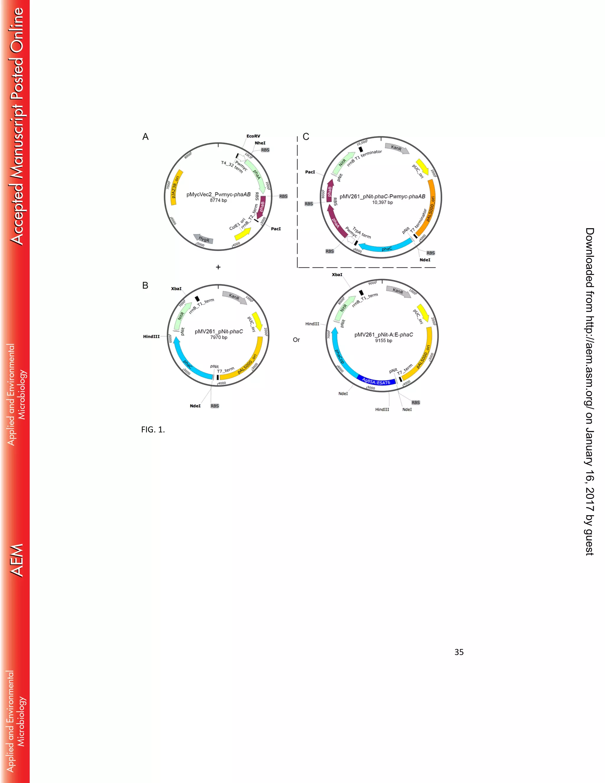 35
FIG. 1.
onJanuary16,2017byguesthttp://aem.asm.org/Downloadedfrom
 
