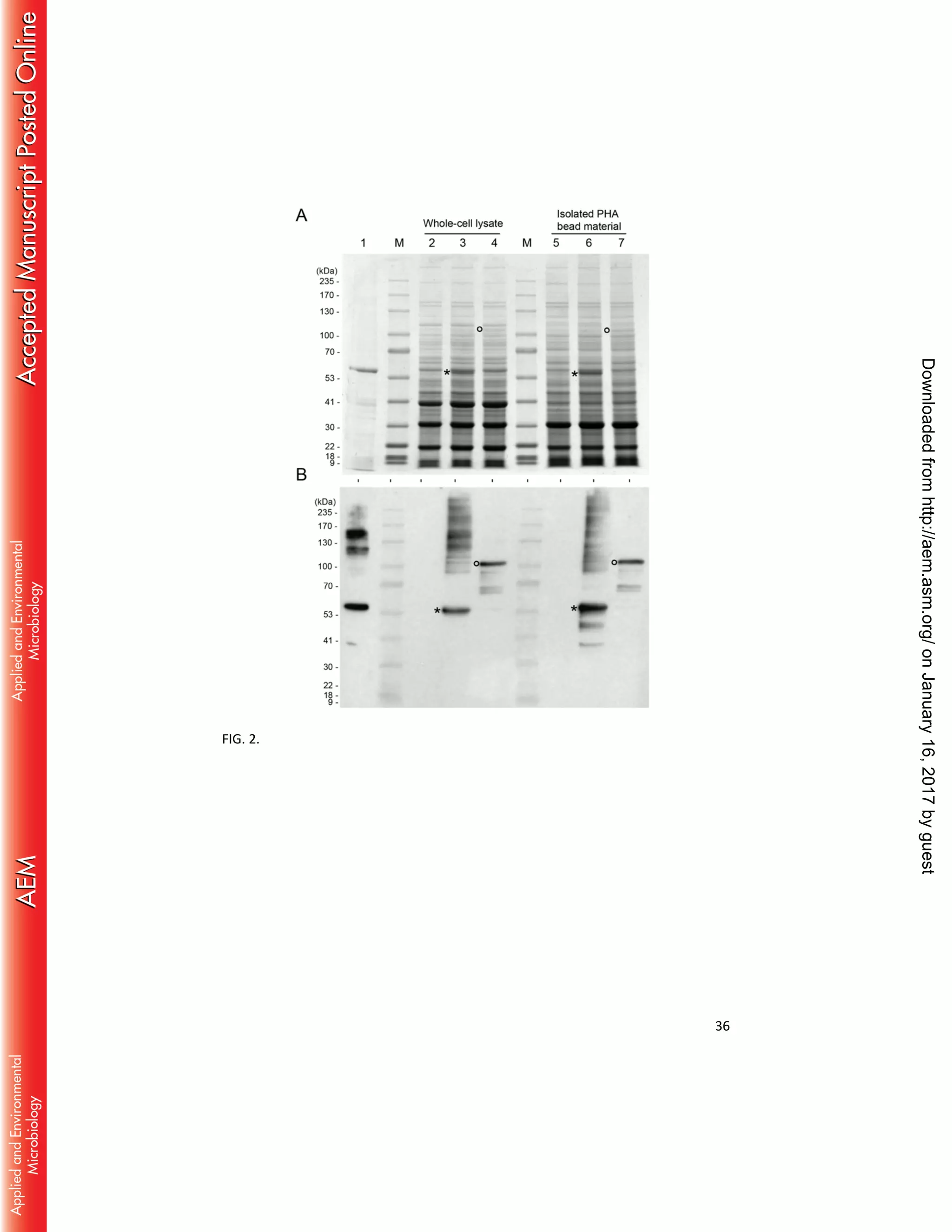 36
FIG. 2.
onJanuary16,2017byguesthttp://aem.asm.org/Downloadedfrom
 