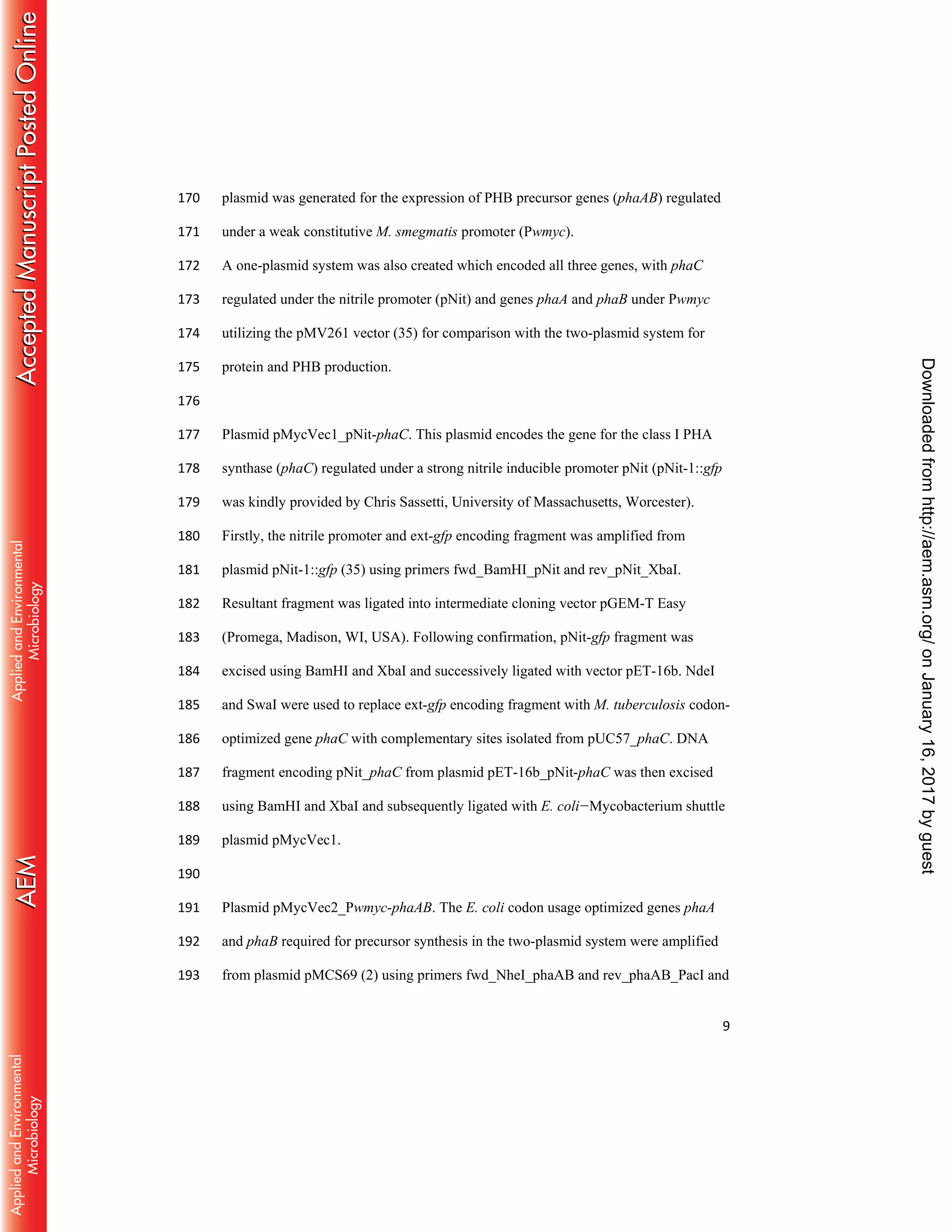 9
plasmid was generated for the expression of PHB precursor genes (phaAB) regulated170
under a weak constitutive M. smegmatis promoter (Pwmyc).171
A one-plasmid system was also created which encoded all three genes, with phaC172
regulated under the nitrile promoter (pNit) and genes phaA and phaB under Pwmyc173
utilizing the pMV261 vector (35) for comparison with the two-plasmid system for174
protein and PHB production.175
176
Plasmid pMycVec1_pNit-phaC. This plasmid encodes the gene for the class I PHA177
synthase (phaC) regulated under a strong nitrile inducible promoter pNit (pNit-1::gfp178
was kindly provided by Chris Sassetti, University of Massachusetts, Worcester).179
Firstly, the nitrile promoter and ext-gfp encoding fragment was amplified from180
plasmid pNit-1::gfp (35) using primers fwd_BamHI_pNit and rev_pNit_XbaI.181
Resultant fragment was ligated into intermediate cloning vector pGEM-T Easy182
(Promega, Madison, WI, USA). Following confirmation, pNit-gfp fragment was183
excised using BamHI and XbaI and successively ligated with vector pET-16b. NdeI184
and SwaI were used to replace ext-gfp encoding fragment with M. tuberculosis codon-185
optimized gene phaC with complementary sites isolated from pUC57_phaC. DNA186
fragment encoding pNit_phaC from plasmid pET-16b_pNit-phaC was then excised187
using BamHI and XbaI and subsequently ligated with E. coli−Mycobacterium shuttle188
plasmid pMycVec1.189
190
Plasmid pMycVec2_Pwmyc-phaAB. The E. coli codon usage optimized genes phaA191
and phaB required for precursor synthesis in the two-plasmid system were amplified192
from plasmid pMCS69 (2) using primers fwd_NheI_phaAB and rev_phaAB_PacI and193
onJanuary16,2017byguesthttp://aem.asm.org/Downloadedfrom
 