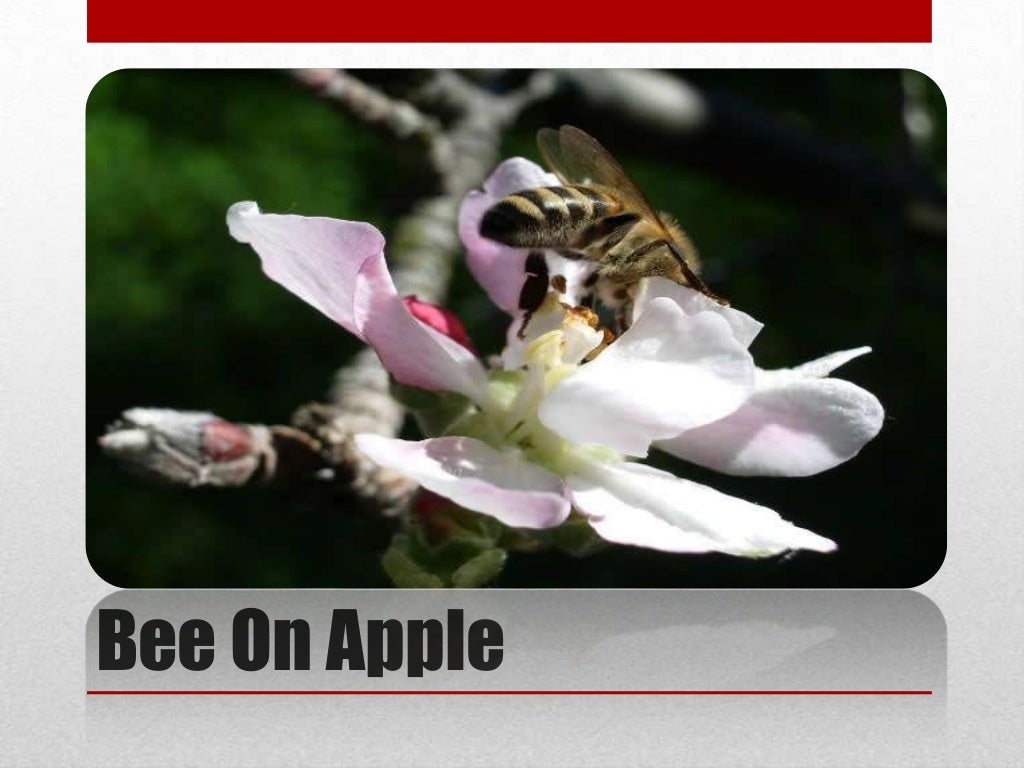 Pollination on Apple