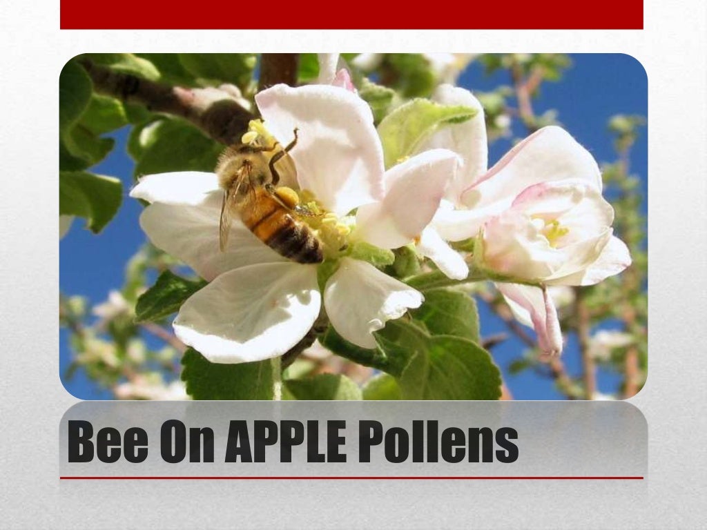 Pollination on Apple