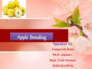 Apple Breeding
1
Speaker by
Gangaram Rana
Ph.D scholars .
Dept. Fruit Sciences
IGKV,RAIPUR
 