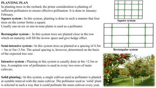 Square Method In Planting Trees Comprehensive Guide to Apple Cultivation and Production Techniques | PPTX