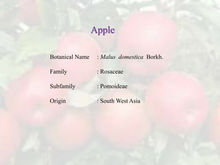 Botanical Name : Malus domestica Borkh.
Family : Rosaceae
Subfamily : Pomoideae
Origin : South West Asia
Apple
 