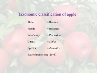Apple_1.pptx