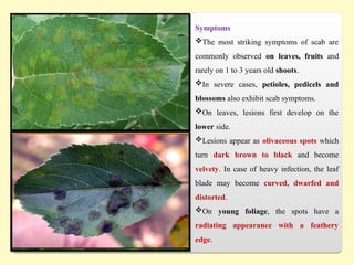Symptoms
The most striking symptoms of scab are
commonly observed on leaves, fruits and
rarely on 1 to 3 years old shoots.
In severe cases, petioles, pedicels and
blossoms also exhibit scab symptoms.
On leaves, lesions first develop on the
lower side.
Lesions appear as olivaceous spots which
turn dark brown to black and become
velvety. In case of heavy infection, the leaf
blade may become curved, dwarfed and
distorted.
On young foliage, the spots have a
radiating appearance with a feathery
edge.
 