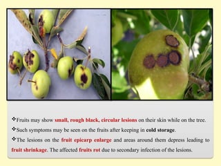 Fruits may show small, rough black, circular lesions on their skin while on the tree.
Such symptoms may be seen on the fruits after keeping in cold storage.
The lesions on the fruit epicarp enlarge and areas around them depress leading to
fruit shrinkage. The affected fruits rot due to secondary infection of the lesions.
 