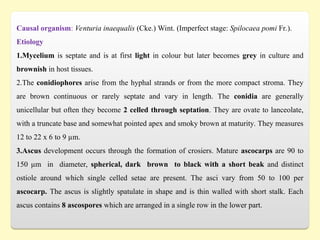 Causal organism: Venturia inaequalis (Cke.) Wint. (Imperfect stage: Spilocaea pomi Fr.).
Etiology
1.Mycelium is septate and is at first light in colour but later becomes grey in culture and
brownish in host tissues.
2.The conidiophores arise from the hyphal strands or from the more compact stroma. They
are brown continuous or rarely septate and vary in length. The conidia are generally
unicellular but often they become 2 celled through septation. They are ovate to lanceolate,
with a truncate base and somewhat pointed apex and smoky brown at maturity. They measures
12 to 22 x 6 to 9 µm.
3.Ascus development occurs through the formation of crosiers. Mature ascocarps are 90 to
150 µm in diameter, spherical, dark brown to black with a short beak and distinct
ostiole around which single celled setae are present. The asci vary from 50 to 100 per
ascocarp. The ascus is slightly spatulate in shape and is thin walled with short stalk. Each
ascus contains 8 ascospores which are arranged in a single row in the lower part.
 