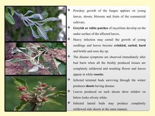  Powdery growth of the fungus appears on young
leaves, shoots, blossom and fruits of the commercial
cultivars.
 Greyish or white patches of mycelium develop on the
under surface of the affected leaves.
 Heavy infection may curtail the growth of young
seedlings and leaves become crinkled, curled, hard
and brittle and soon dry up.
 The disease symptoms are observed immediately after
bud burst when all the freshly produced tissues are
completely mildewed and resulting flower and leaves
appear at while rosette.
 Infected terminal buds surviving through the winter
produces shoots having disease.
 Leaves produced on such shoots show mildew on
below looks silvery white.
 Infected lateral buds may produce completely
mildewed side shoots in the same manner.
 