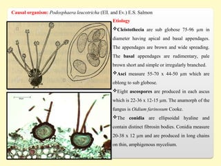 Causal organism: Podosphaera leucotricha (Ell. and Ev.) E.S. Salmon
Etiology
Cleistothecia are sub globose 75-96 µm in
diameter having apical and basal appendages.
The appendages are brown and wide spreading.
The basal appendages are rudimentary, pale
brown short and simple or irregularly branched.
Asci measure 55-70 x 44-50 µm which are
oblong to sub globose.
Eight ascospores are produced in each ascus
which is 22-36 x 12-15 µm. The anamorph of the
fungus is Oidium farinosum Cooke.
The conidia are ellipsoidal hyaline and
contain distinct fibrosin bodies. Conidia measure
20-38 x 12 µm and are produced in long chains
on thin, amphigenous mycelium.
 