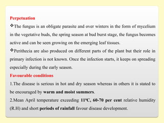 Perpetuation
The fungus is an obligate parasite and over winters in the form of mycelium
in the vegetative buds, the spring season at bud burst stage, the fungus becomes
active and can be seen growing on the emerging leaf tissues.
Perithecia are also produced on different parts of the plant but their role in
primary infection is not known. Once the infection starts, it keeps on spreading
especially during the early season.
Favourable conditions
1.The disease is serious in hot and dry season whereas in others it is stated to
be encouraged by warm and moist summers.
2.Mean April temperature exceeding 110
C, 60-70 per cent relative humidity
(R.H) and short periods of rainfall favour disease development.
 
