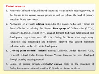 Control measures
1. Removal of affected twigs, mildewed shoots and leaves helps in reducing severity of
the disease in the current season growth as well as reduces the load of primary
inoculum for the next season.
2. Application of wettable sulphur fungicides like Cosan, Solbar and Thiovit are
found effective in reducing the disease. Four sprays of Carbendazim (0.05%),
Binapacryl (0.1%), Morocide (0.1%) given at dormant, bud swell, petal fall and fruit
development stages have more effect in reducing the disease than single spray.
Fungicides like Tridemorph and Fenarimol sprayed once caused maximum
reduction in the number of conidia development.
3. Growing plant resistant varieties namely; Delicious, Golden delicious, Gala,
Firmgold, R4oyal Gala, Romus, Pionier, Vionea, Generos has been developed
through crossing breeding method.
4. Control of disease through coccinellid hauseri feeds on the mycelium of
Podosphaera leucotricha and provides 95 % reduced disease incidence.
 