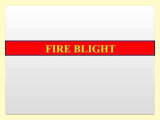 FIRE BLIGHT
 