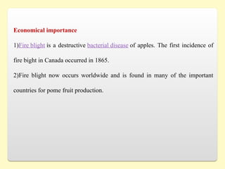 Economical importance
1)Fire blight is a destructive bacterial disease of apples. The first incidence of
fire bight in Canada occurred in 1865.
2)Fire blight now occurs worldwide and is found in many of the important
countries for pome fruit production.
 