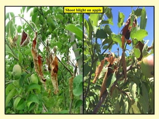 Shoot blight on apple
 
