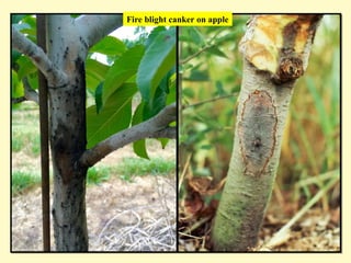 Fire blight canker on apple
 