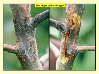 Fire blight canker on apple
 