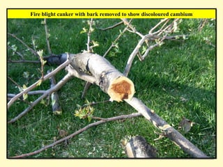Fire blight canker with bark removed to show discoloured cambium
 
