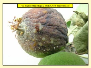 Fire blight: infected apple fruitlet, with bacterial ooze
 