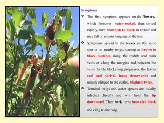 Symptoms
 The first symptom appears on the flowers,
which become water-soaked, then shrivel
rapidly, turn brownish to black in colour and
may fall or remain hanging on the tree.
 Symptoms spread to the leaves on the same
spur or on nearby twigs, starting as brown to
black blotches along the midrib and main
veins or along the margins and between the
veins. As the blackening progresses, the leaves
curl and shrivel, hang downwards and
usually clinged to the curled, blighted twigs.
 Terminal twigs and water sprouts are usually
infected directly and wilt from the tip
downward. Their bark turns brownish black
and cling to the twig.
 