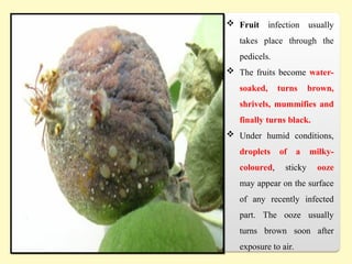  Fruit infection usually
takes place through the
pedicels.
 The fruits become water-
soaked, turns brown,
shrivels, mummifies and
finally turns black.
 Under humid conditions,
droplets of a milky-
coloured, sticky ooze
may appear on the surface
of any recently infected
part. The ooze usually
turns brown soon after
exposure to air.
 