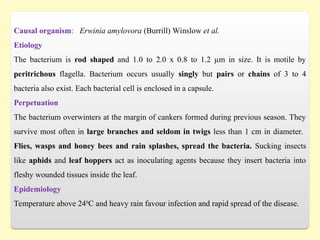 Causal organism: Erwinia amylovora (Burrill) Winslow et al.
Etiology
The bacterium is rod shaped and 1.0 to 2.0 x 0.8 to 1.2 µm in size. It is motile by
peritrichous flagella. Bacterium occurs usually singly but pairs or chains of 3 to 4
bacteria also exist. Each bacterial cell is enclosed in a capsule.
Perpetuation
The bacterium overwinters at the margin of cankers formed during previous season. They
survive most often in large branches and seldom in twigs less than 1 cm in diameter.
Flies, wasps and honey bees and rain splashes, spread the bacteria. Sucking insects
like aphids and leaf hoppers act as inoculating agents because they insert bacteria into
fleshy wounded tissues inside the leaf.
Epidemiology
Temperature above 240
C and heavy rain favour infection and rapid spread of the disease.
 