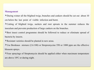 Management
During winter all the blighted twigs, branches and cankers should be cut out about 10
cm below the last point of visible infection and burnt.
Cutting of blighted twigs, suckers and root sprouts in the summer reduces the
inoculum and prevents production of large cankers on the branches.
Best insect control programme should be followed to reduce or eliminate spread of
bacteria by insects.
Resistant varieties should be planted in new areas.
Use Bordeaux mixture (2.6:100) or Strepromycine 550 or 1000 ppm are the effective
blossom sprays.
Four sprayings of Streptomycin should be applied either when maximum temperature
are above 180
C or during night.
 