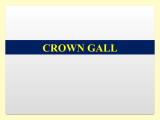 CROWN GALL
 
