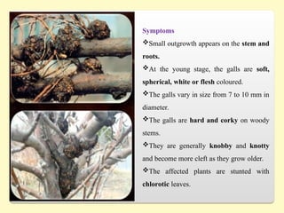 Symptoms
Small outgrowth appears on the stem and
roots.
At the young stage, the galls are soft,
spherical, white or flesh coloured.
The galls vary in size from 7 to 10 mm in
diameter.
The galls are hard and corky on woody
stems.
They are generally knobby and knotty
and become more cleft as they grow older.
The affected plants are stunted with
chlorotic leaves.
 